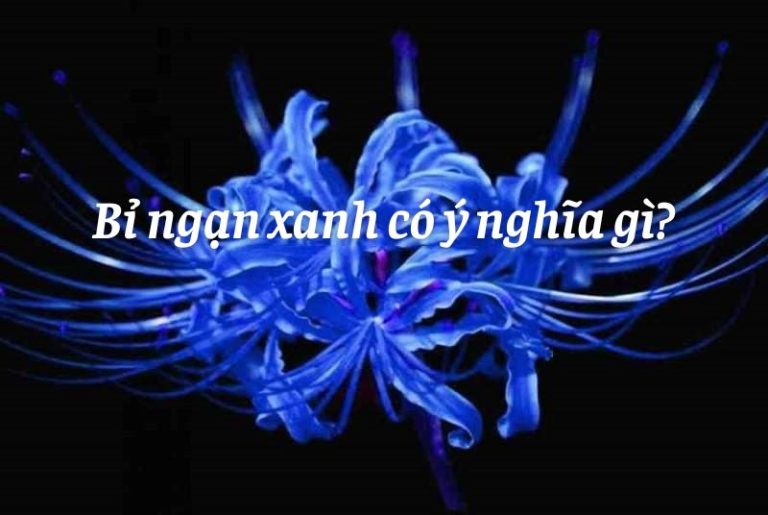 Bỉ ngạn xanh có ý nghĩa gì