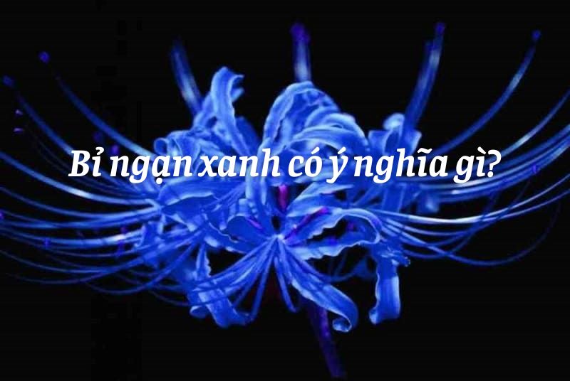 Bỉ ngạn xanh có ý nghĩa gì