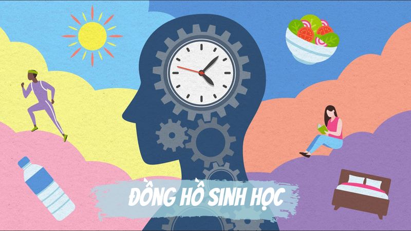 Cách lấy lại đồng hồ sinh học