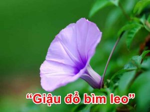 [Ngạn ngữ] Giậu đổ bìm leo là gì 🌿
